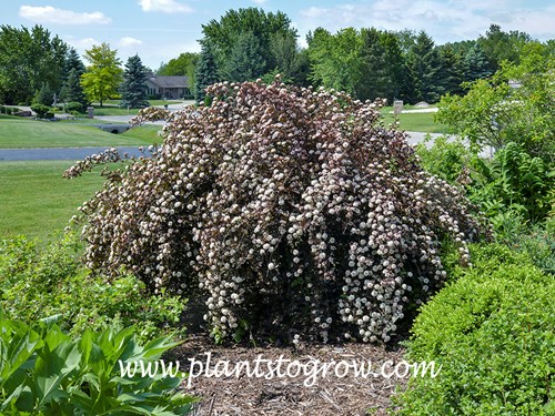 Summer Wine Ninebark (Physocarpus)
During the summer of 2013 this plant had an extraordinary amount of flowers. The growth form of this shrub is some what weeping. (June 2013)